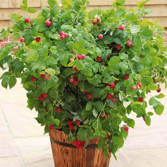 Bakker Fruitiers Framboisier Beauté rubis pot Ø 12cm compact
