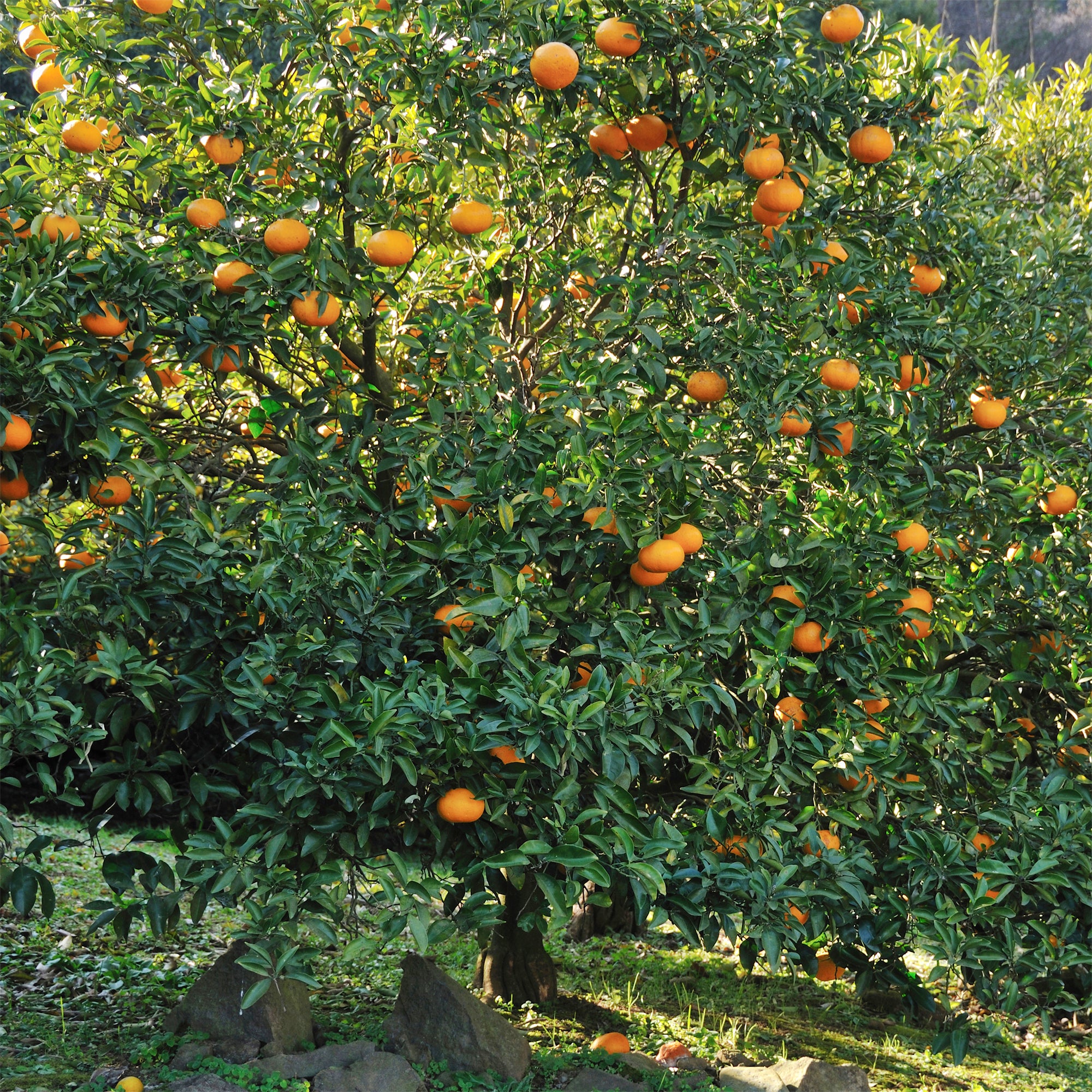 Bakker Fruitiers Mandarinier agrume en pot Ø 12cm 15-20cm