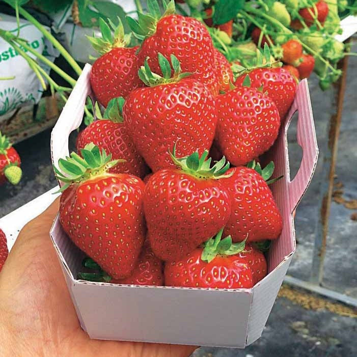 Bakker Fraisier Magnum plant paquet 20 racines nues gros fruit