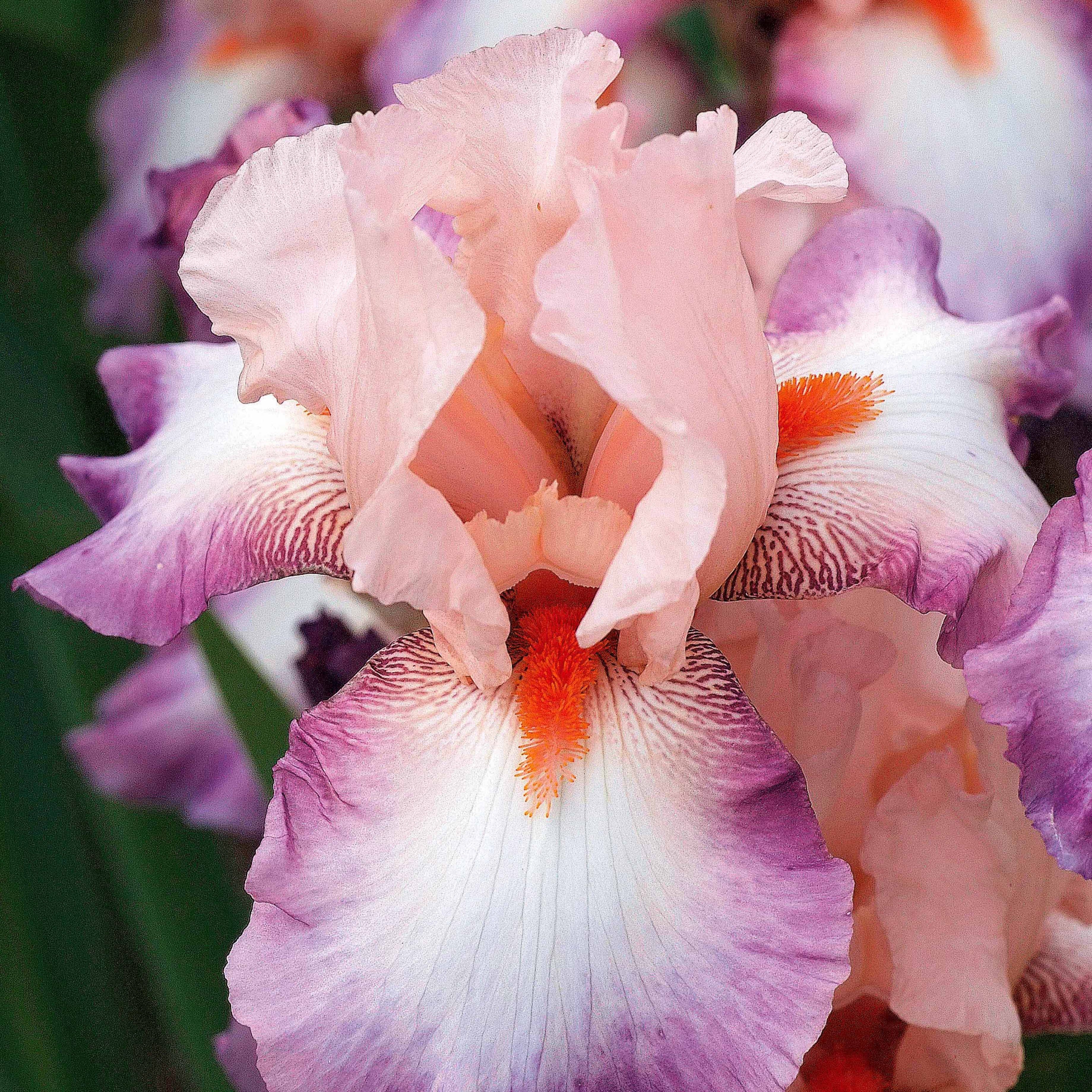 Bakker Iris de jardin Poésie vivace parfumée 2 racines nues