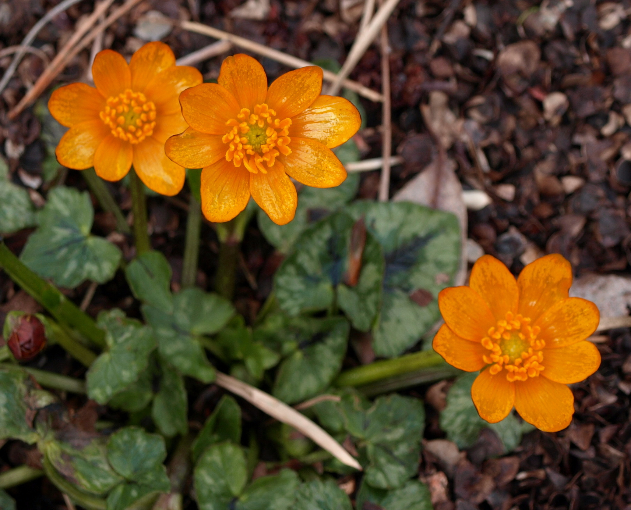 Passion Vivaces Ranunculus ficaria Aurantiacus plante vivace godet orange