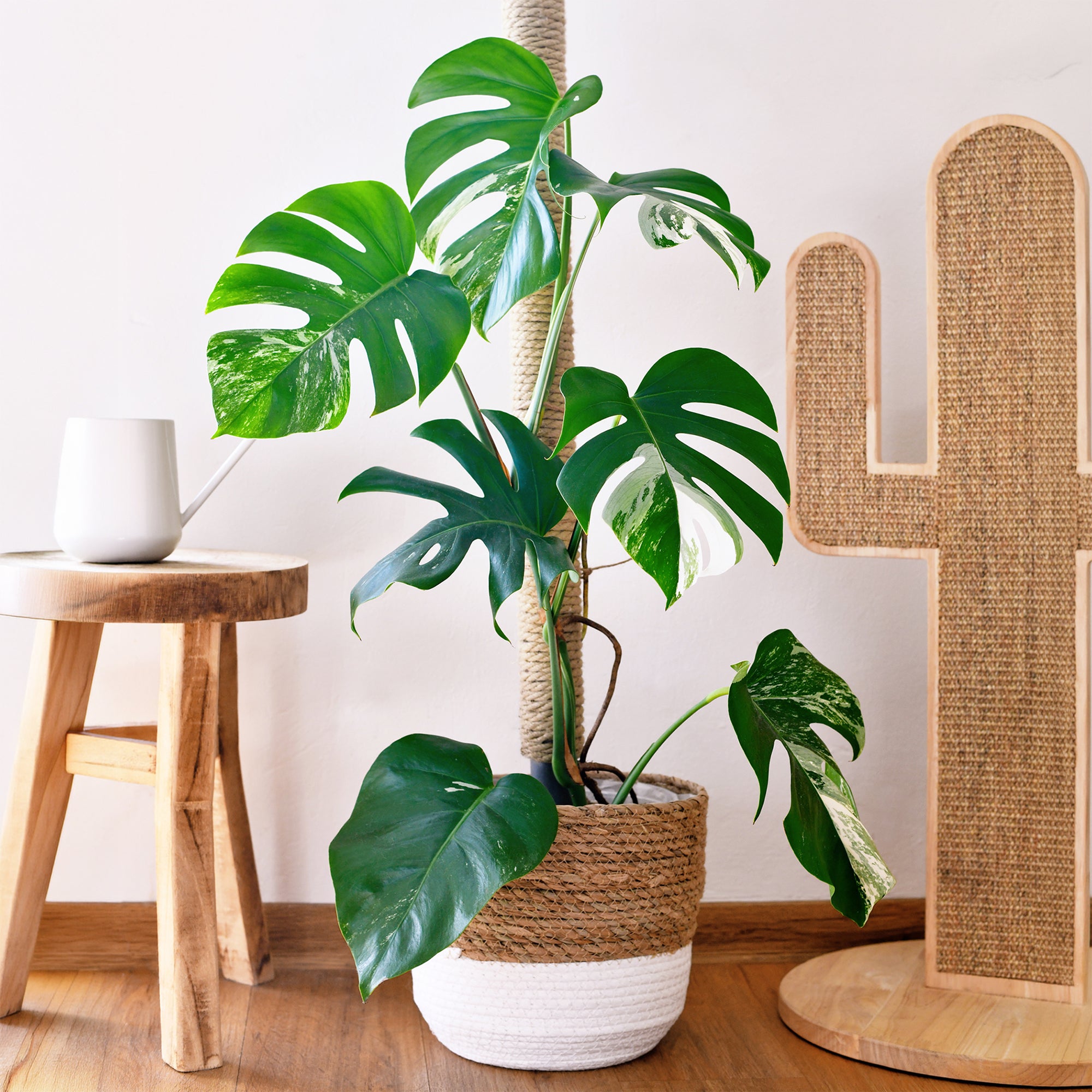 Bakker Plantes Monstera Deliciosa Variegata blanc pot 15cm