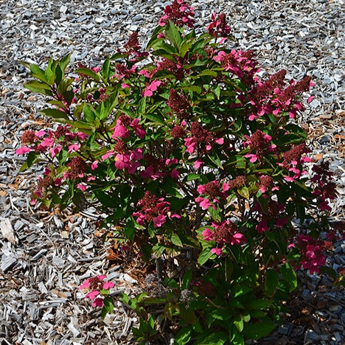 Bakker Prim'Red Hortensia paniculé pot 3L rouge