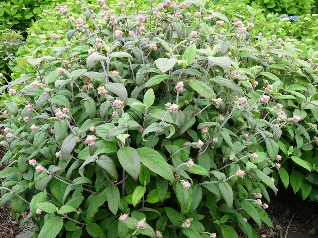 Les Hortensias du Haut Bois Mauvette hortensia aspera godet mauve