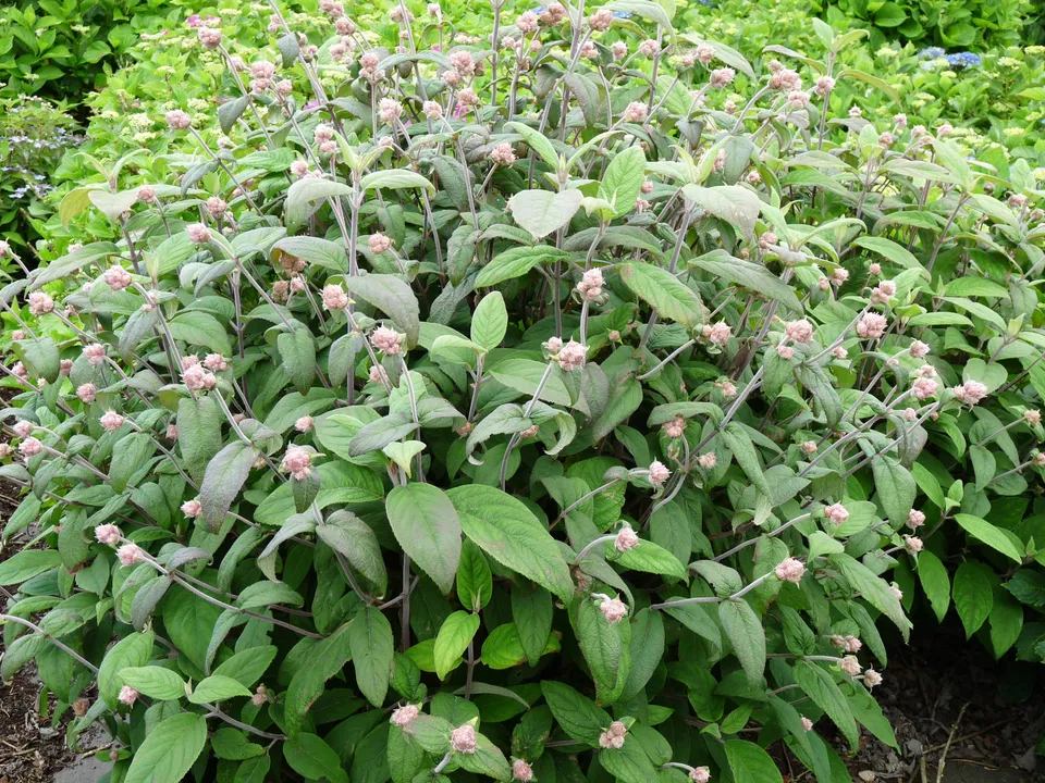 Les Hortensias du Haut Bois Mauvette hortensia aspera godet mauve