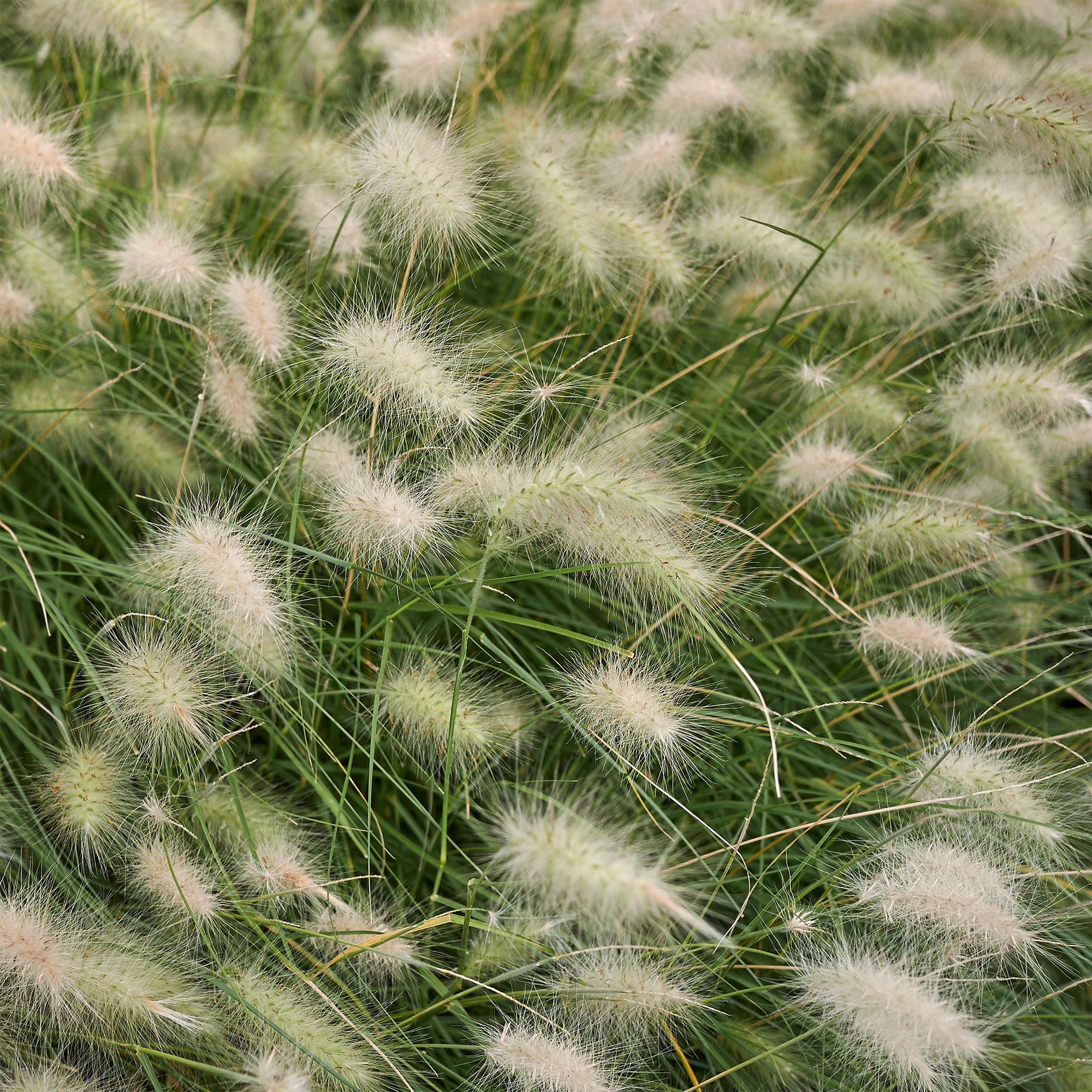 Bakker Pennisetum Herbe écouvillons hérissée graminée pot 9cm crème