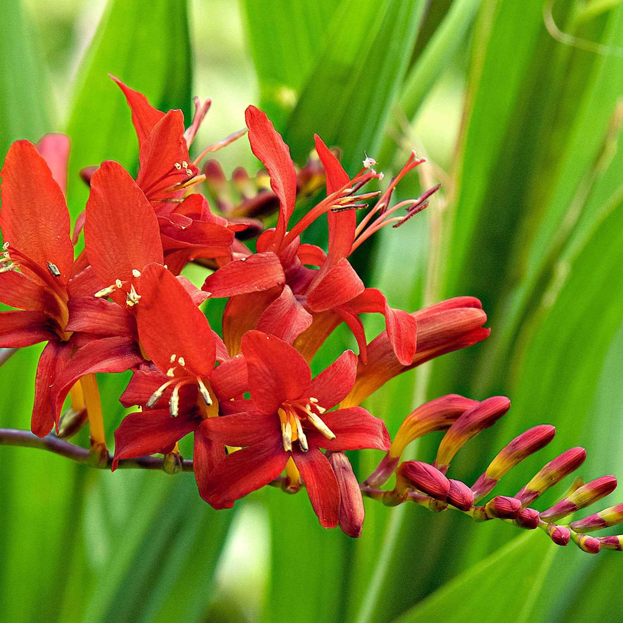Bakker Bulbes à fleurs 15 Crocosmias rouges bulbe sachet 15 rouge feu