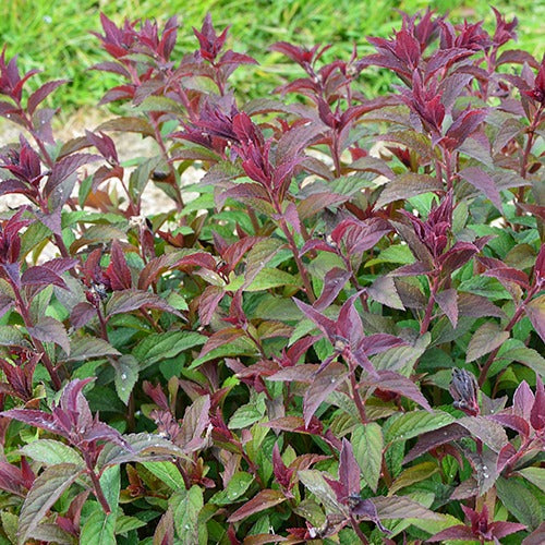 Bakker Spirée du Japon Merlo Green arbuste pot 8cm rose