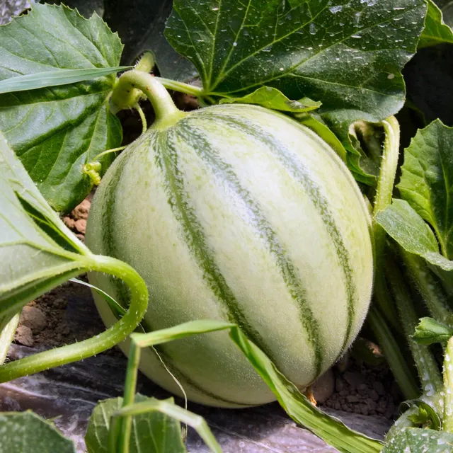 Bakker Melon Edgar F1 plants 3 pots Ø 10,5cm précoce