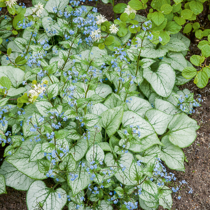 Bakker Brunnera Looking Glass myosotis vivace pot 9cm argenté