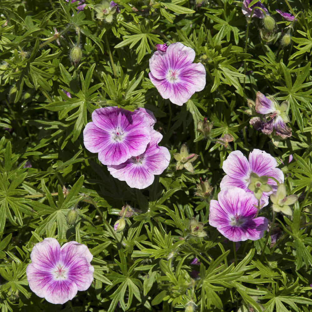 Bakker Géranium Elke vivace couvre-sol racine nue rose