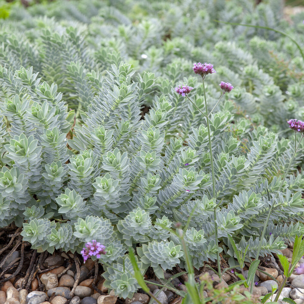Bakker Euphorbe de Corse vivace pot feuillage persistant soleil
