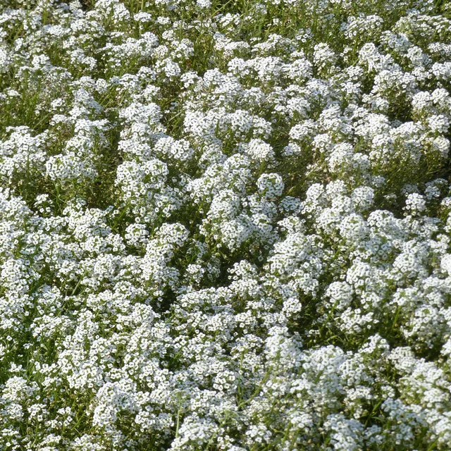 Bakker Alysse odorant graines sachet 1g fleurs blanches