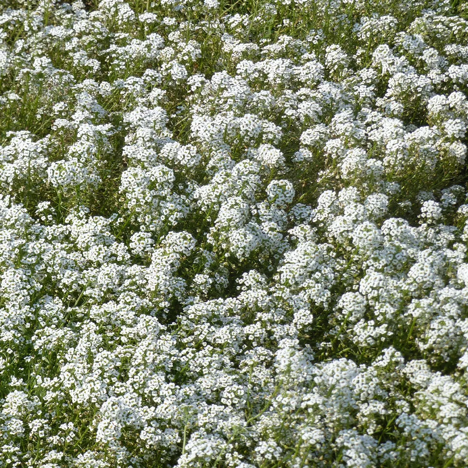 Bakker Alysse odorant graines sachet 1g fleurs blanches