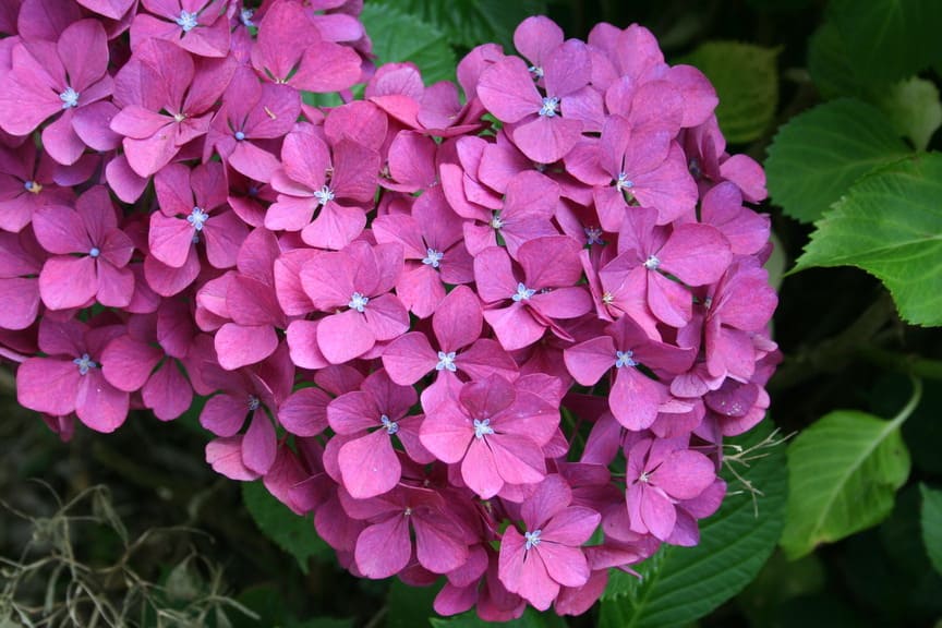 Aarburg Hydrangea macrophylla hortensia fleurs rondes