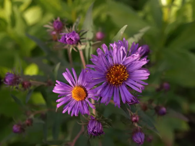 Passion Vivaces ASTER novae-angliae Constance vivace godet violet