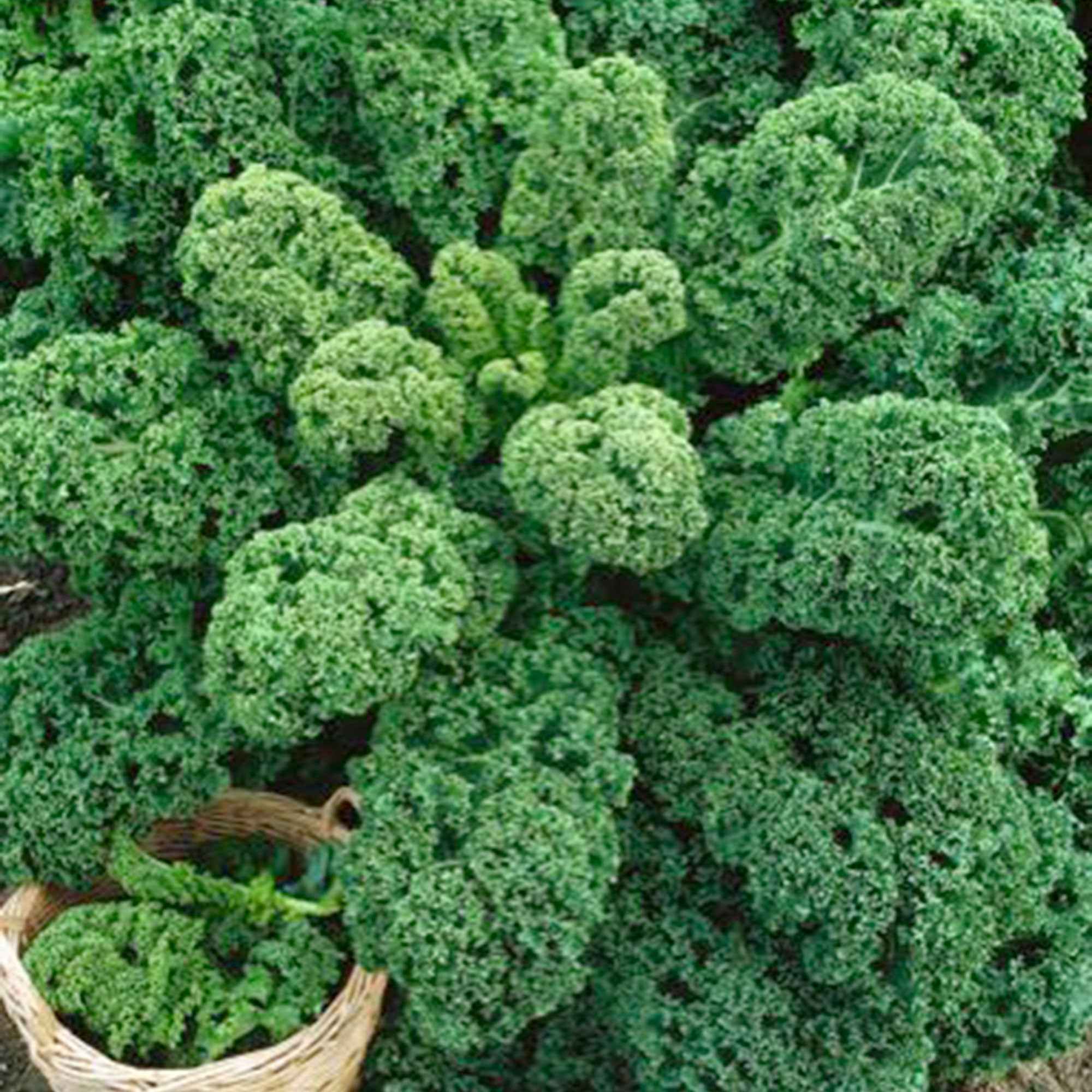 Bakker Chou Frisé Westlandse Herfst graines 1,5g