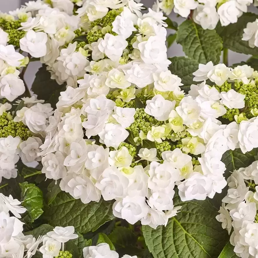 Hydrangea macrophylla Wedding Gown hortensia fleurs rondes godet