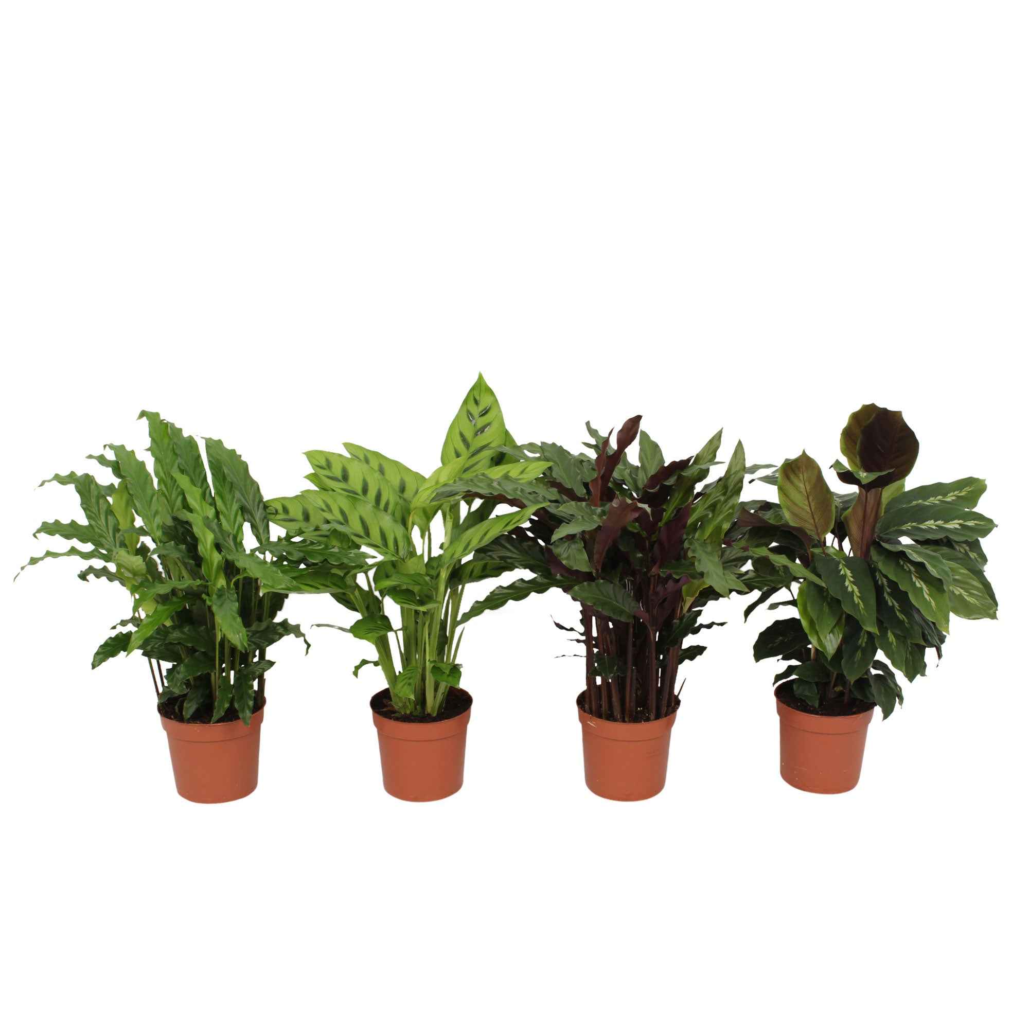 Bakker Calathéas mélange plante verte 4 pots Ø12cm