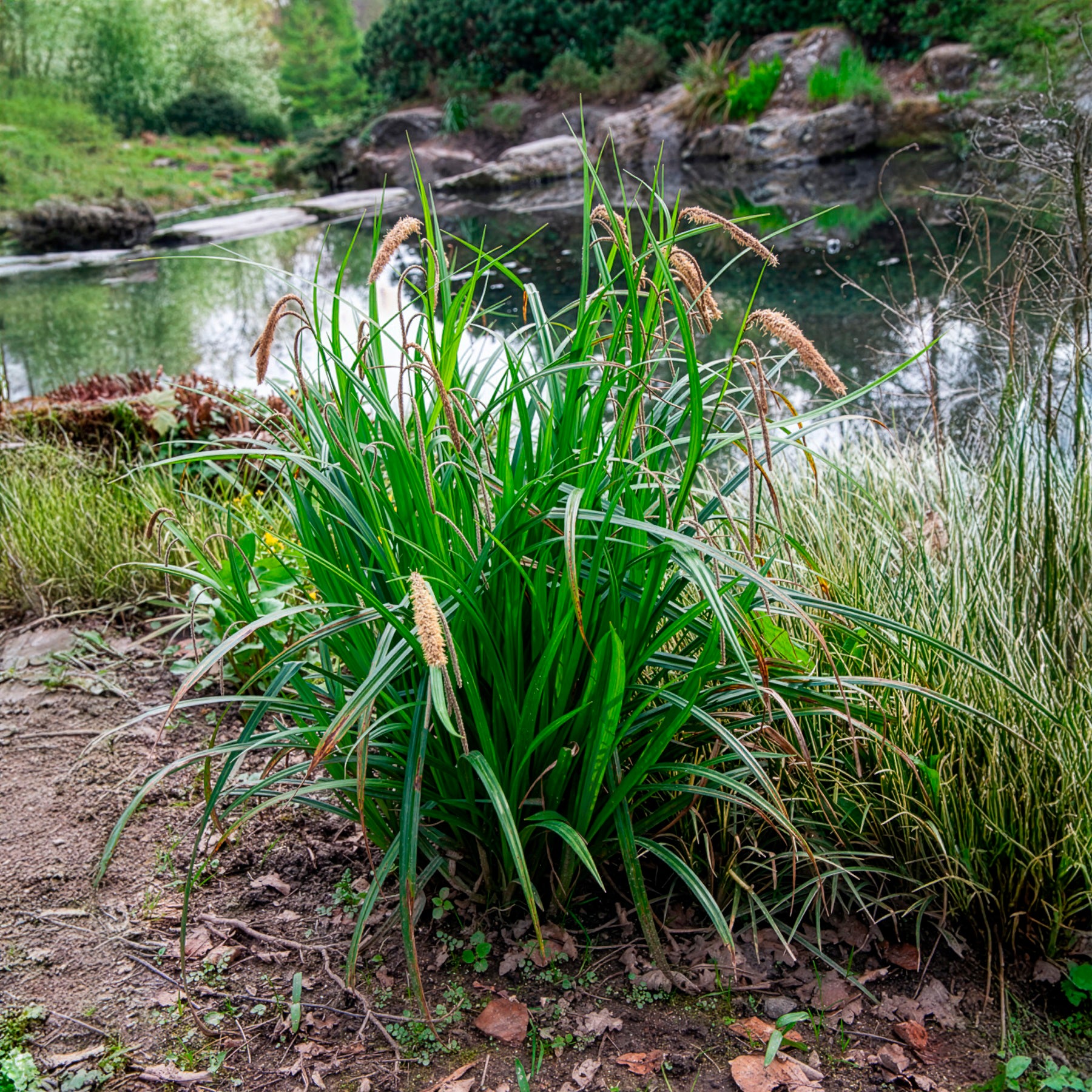 Bakker Carex pendula laîche pendante pot Ø9cm persistante
