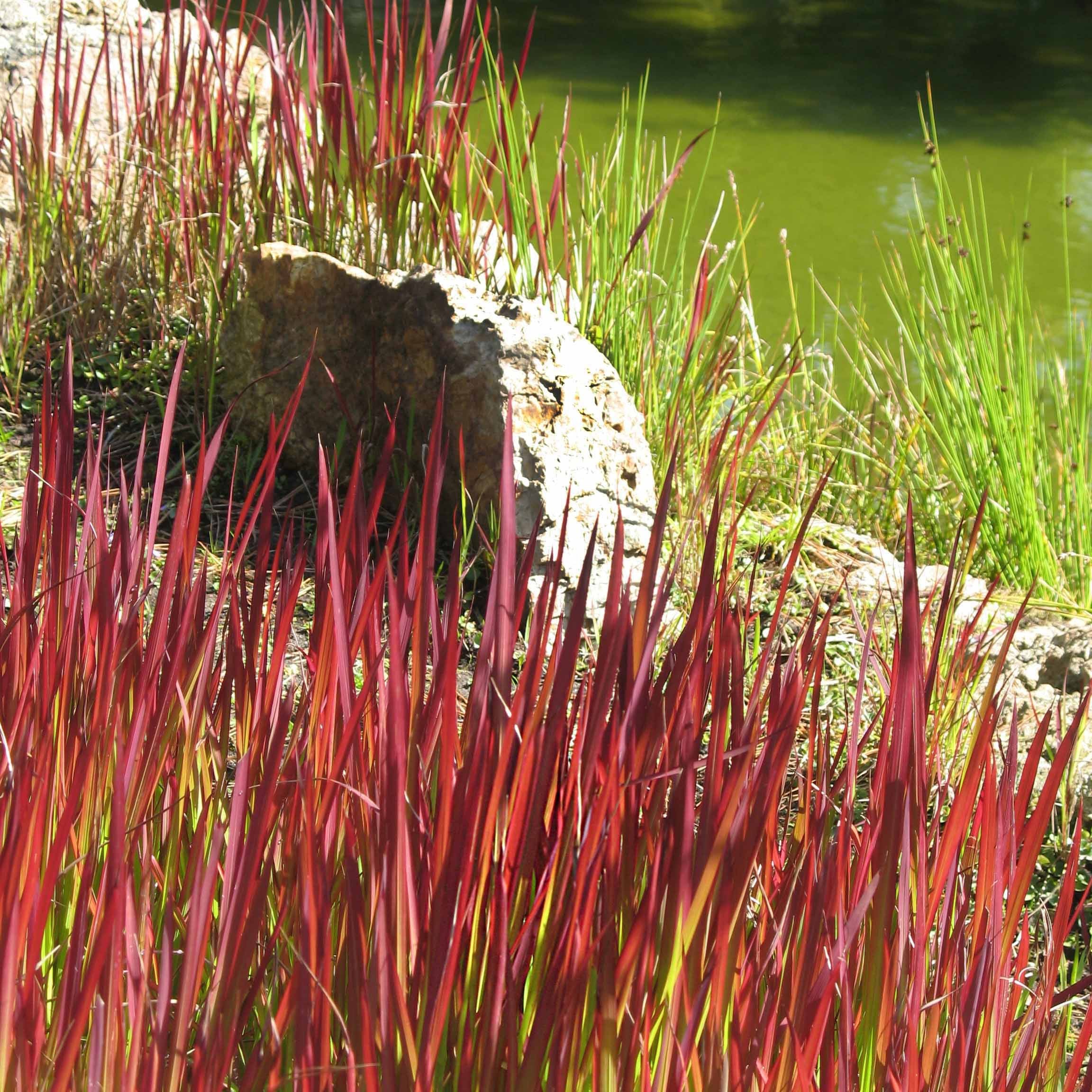 Bakker Imperata Red Baron graminée 2 pots 9cm feuillage rouge