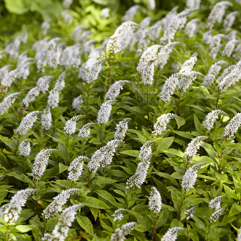 Bakker Lysimaque de Chine vivace pot Ø9cm fleurs blanches