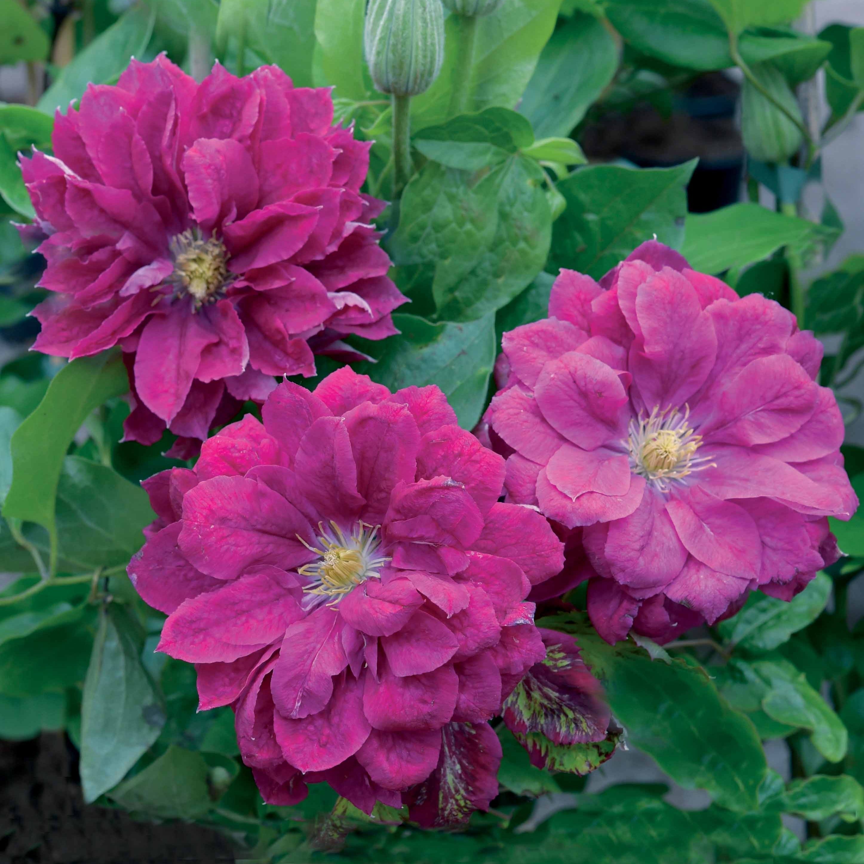 Bakker Clématite Red Star pot 2L 40-50cm fleurs doubles