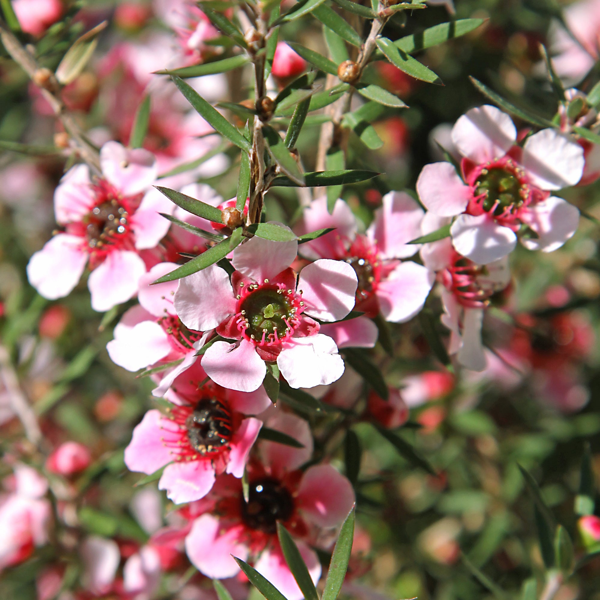 Bakker Martini arbre à thé pot Ø9cm floraison rose