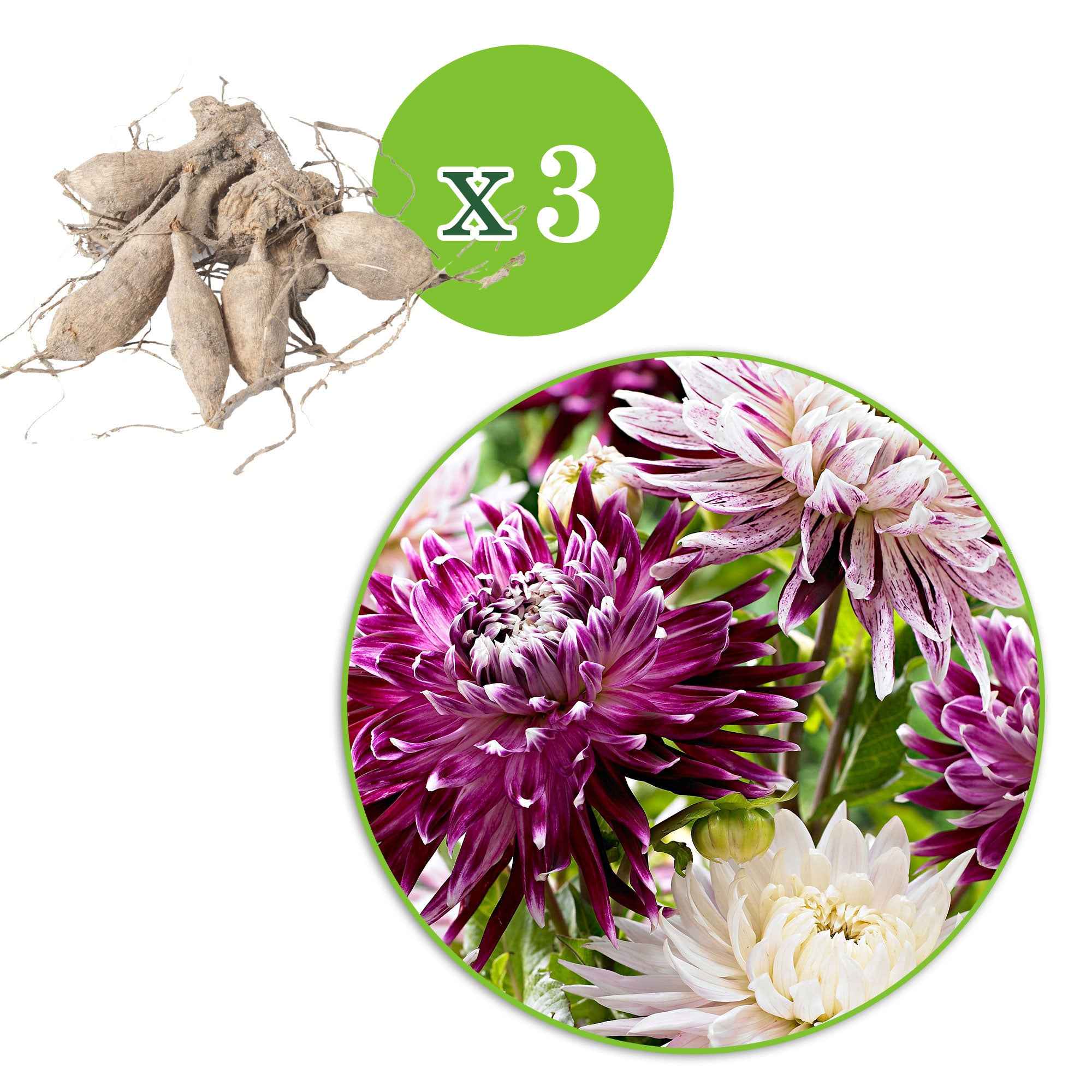 Bakker Dahlias Avignon Vancouver sachet 3 bulbes calibre I