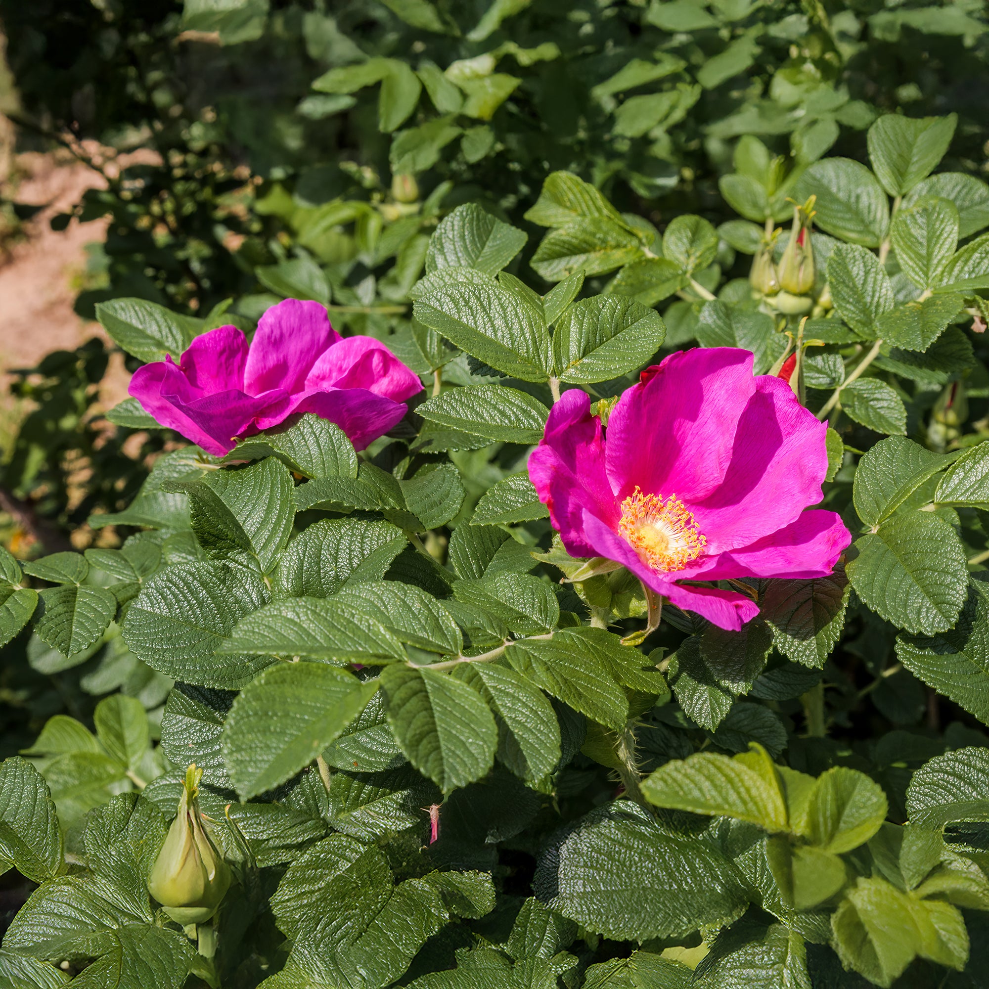 Bakker Rosiers Rugueux rose foncé 2 pots Ø9cm parfumé rustique