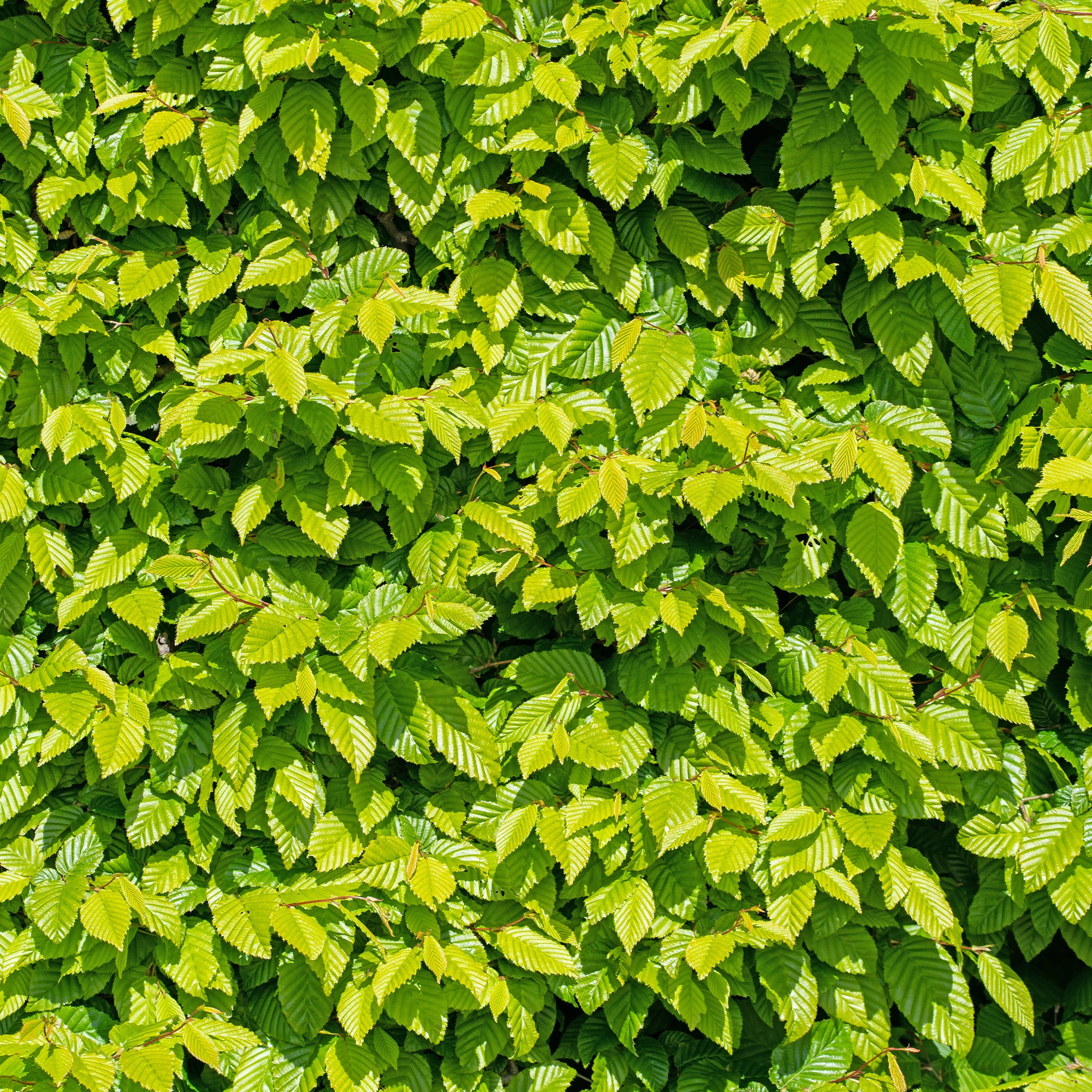 Bakker charme haie lot 10 racines nues 40-60cm brise-vue