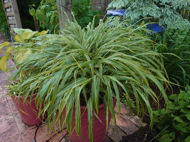 Hakonechloa macra Albovariegata graminée godet panachée