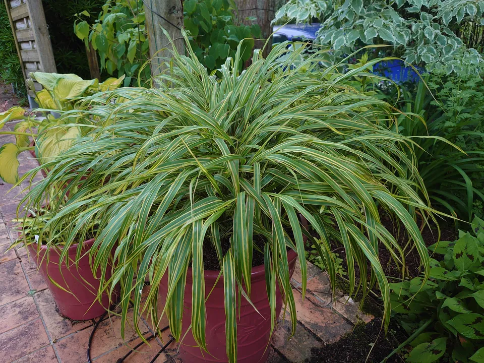Hakonechloa macra Albovariegata graminée godet panachée
