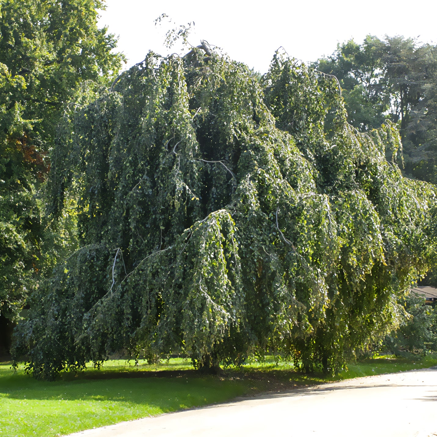 Bakker Hêtre pleureur arbre pot 2L 40-60cm