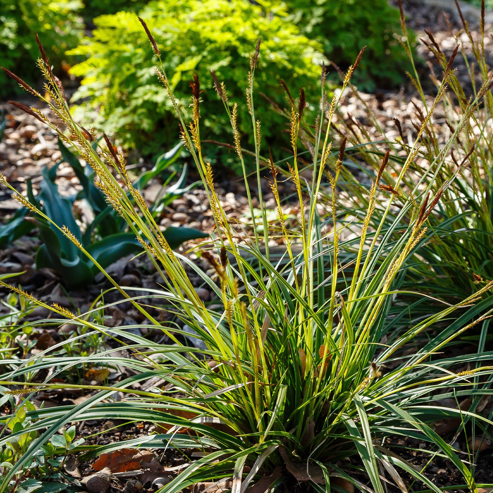 Bakker Carex morrowii laîche japonaise graminée pot 9cm