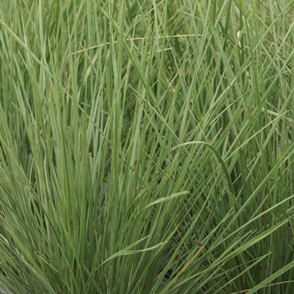 Bakker Fétuque mairei graminée pot 9cm soleil sec