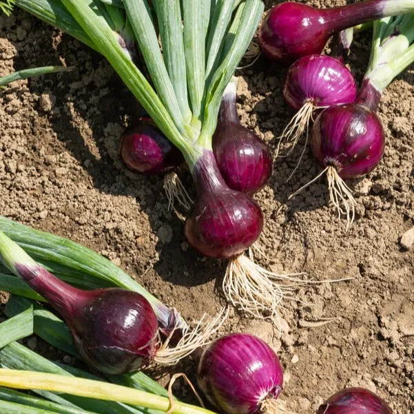 Bakker Potager et Graines Oignon Red Baron bulbe 500g conservation