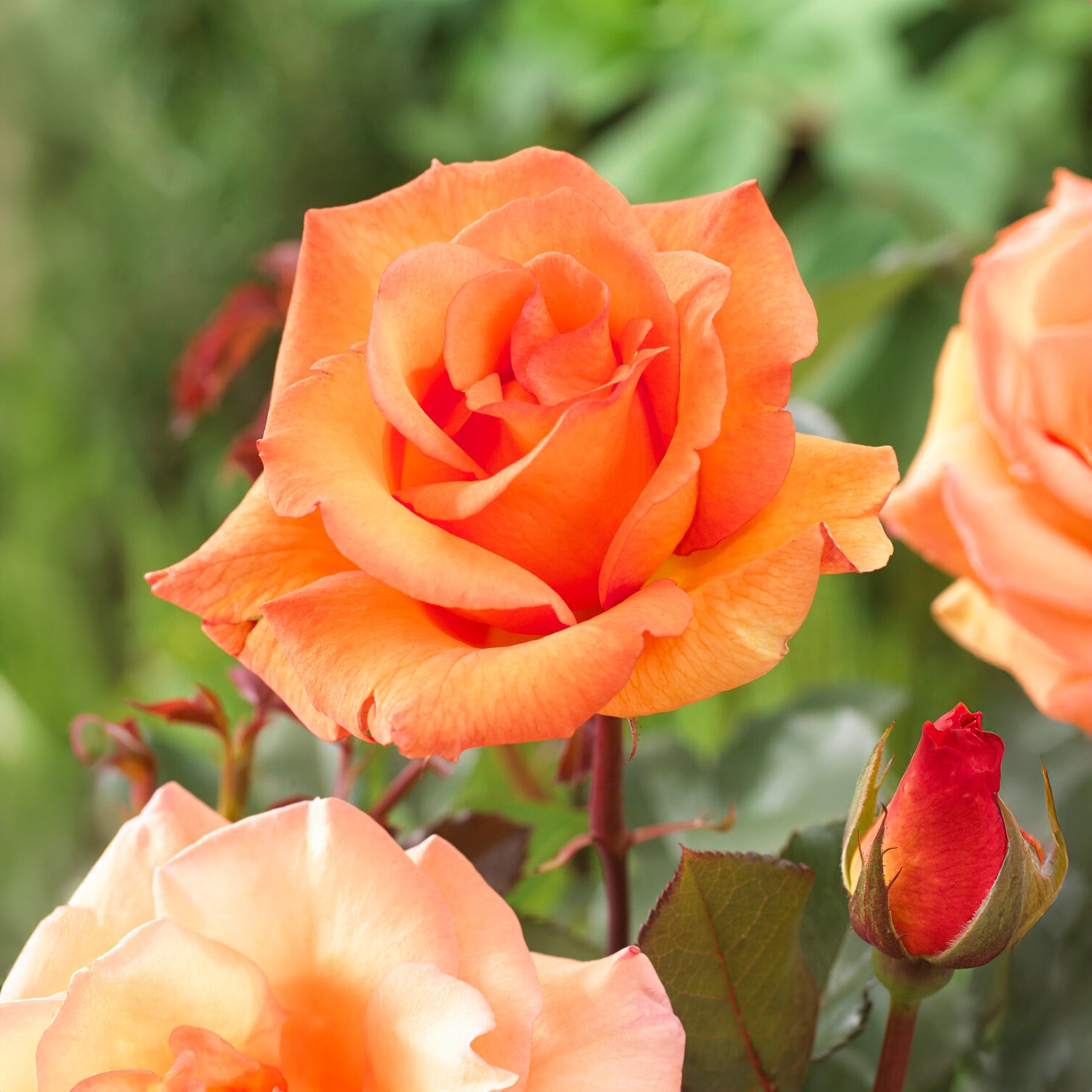 Bakker Rosiers Collection 3 Rosiers sans entretien racines nues