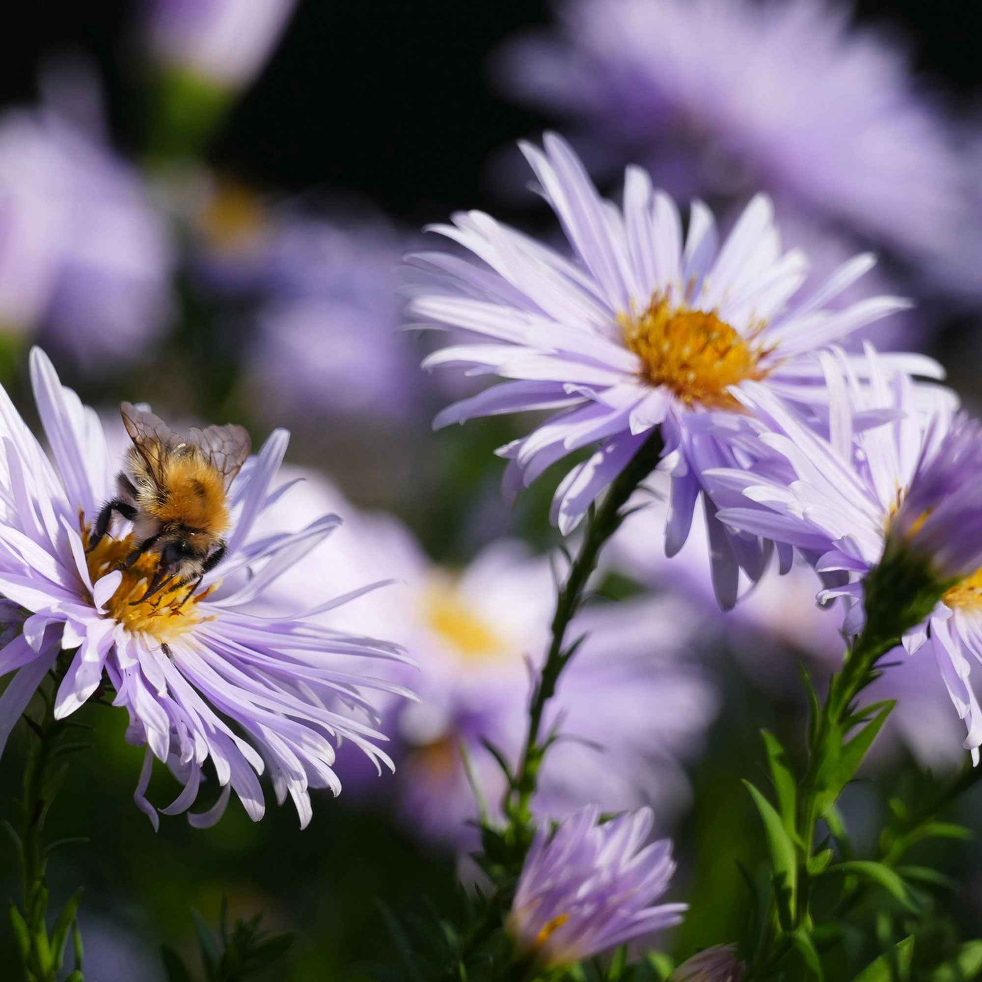 Bakker Asran astère nain pot 9cm fleurs violettes