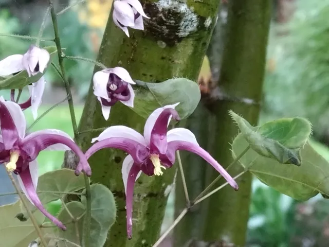 Passion Vivaces Epimedium acuminatum Night Mistress plante vivace pot 1L