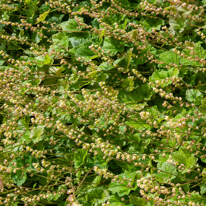 Bakker Tellima Rubra vivace ombre pot 9cm bronze