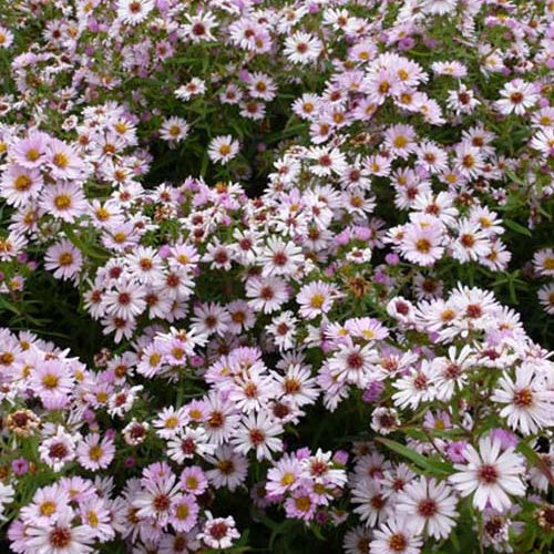 Bakker Marguerite d'automne Kylie vivace pot 9cm fleurs violettes