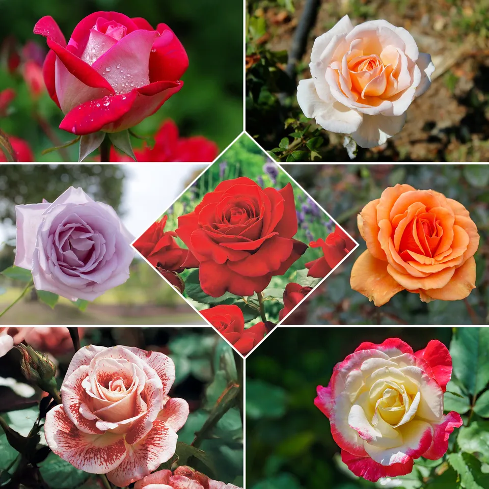 Bakker Collection 7 Rosiers buissons racines nues parfumés