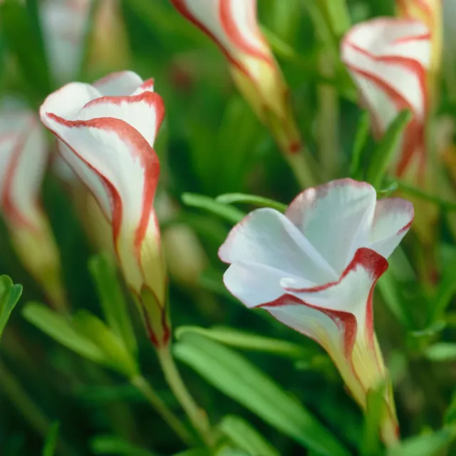 Bakker Oxalis striés versicolor bulbe fleur sachet 15 floraison hiver