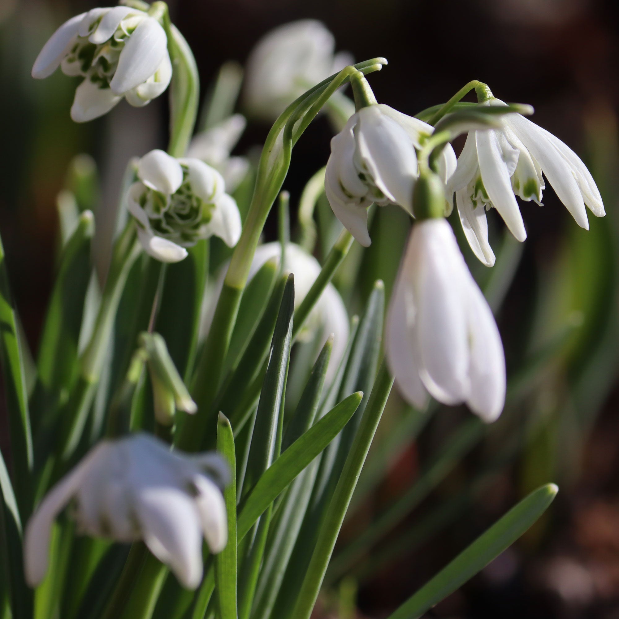 Bakker Bulbes à fleurs 10 Perce-neige double bulbes blanc