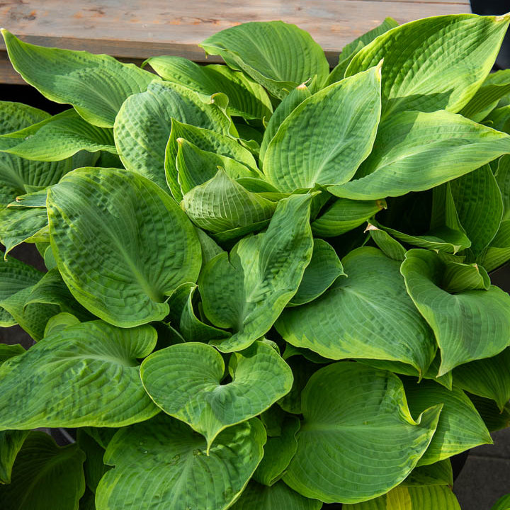 Bakker Hosta Frances Williams vivace pot 9cm marge jaune