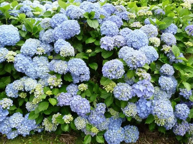 Les Hortensias du Haut Bois Europa hortensia boule bleue godet