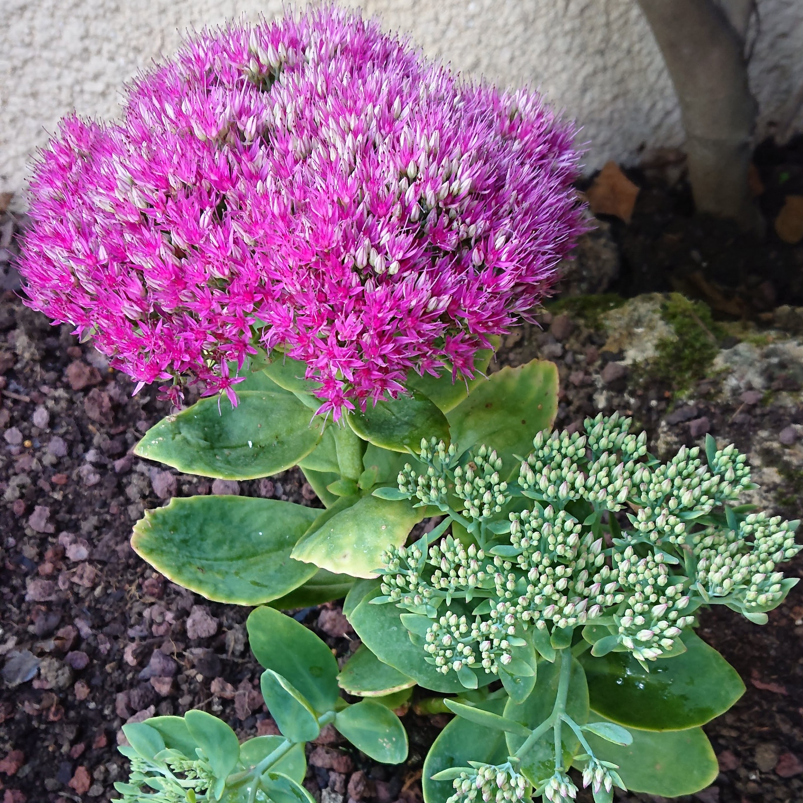 Passion Vivaces Sedum spectabilis Rosenteller plante vivace rose
