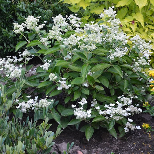 Bakker Hortensia Prim'White Dolprim arbuste blanc pot 3L