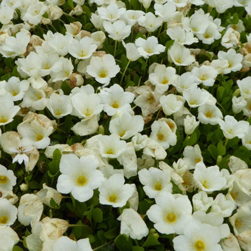 Bakker Nierembergia repens vivace couvre-sol pot 9cm blanc